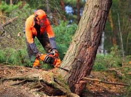Best Commercial Tree Services  in Kelseyville, CA