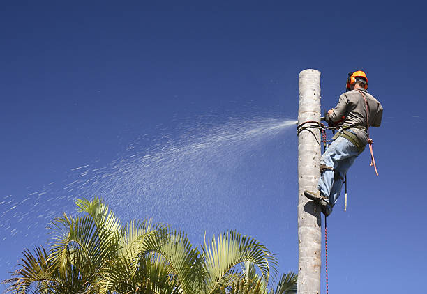 Kelseyville, CA Tree Care Company