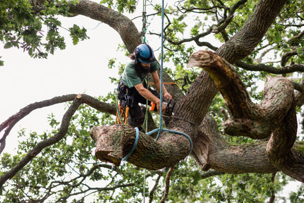 How Our Tree Care Process Works  in  Kelseyville, CA