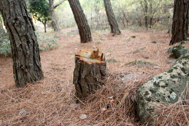 Best Emergency Tree Removal  in Kelseyville, CA