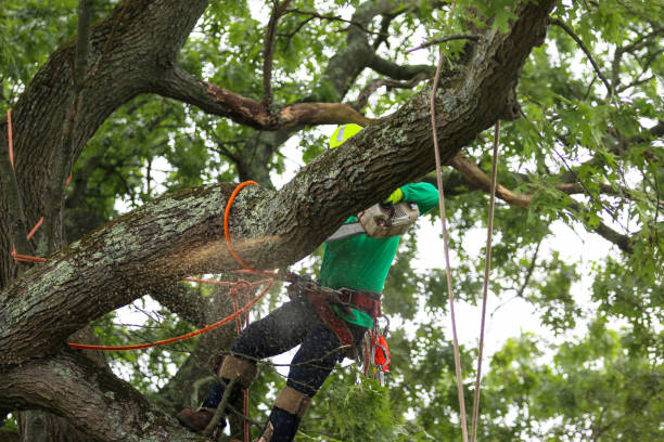 Best Firewood Processing and Delivery  in Kelseyville, CA