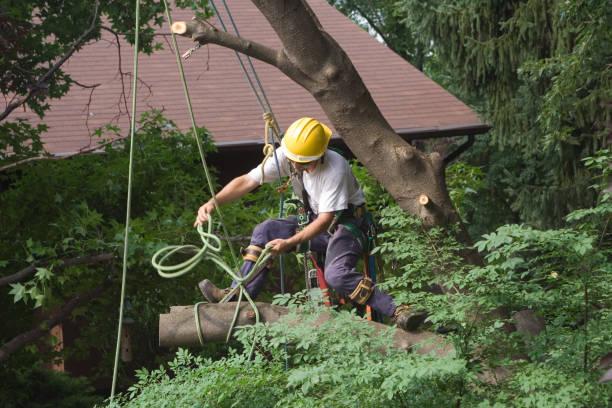 Best Tree Preservation Services  in Kelseyville, CA