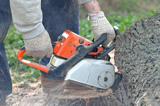 Best Tree Risk Assessment  in Kelseyville, CA