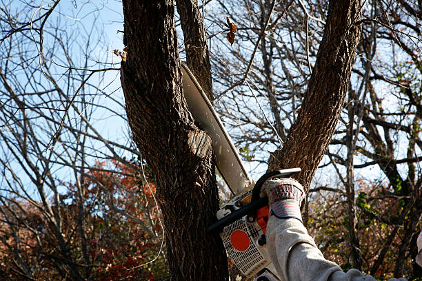  Kelseyville, CA Tree Care Pros
