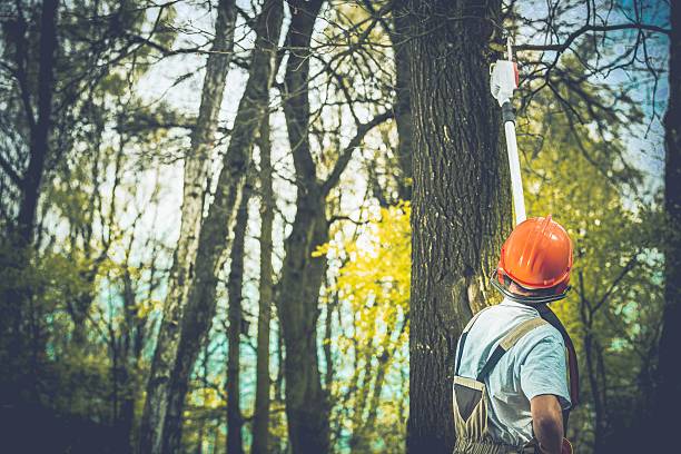 Best Tree Health Inspection  in Kelseyville, CA