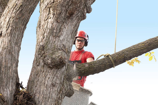 Best Tree Maintenance Programs  in Kelseyville, CA